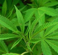 Cannabis_Growing20.jpg