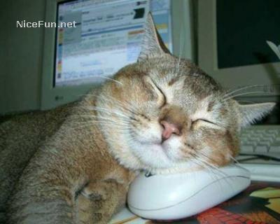 Cats_Sleeping_Mouse.jpg