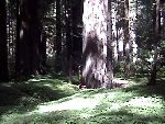 Redwoods 12.jpg