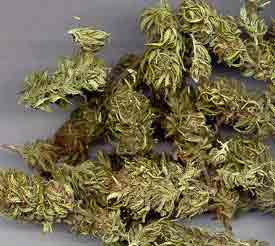 Cannabis_Buds.jpg