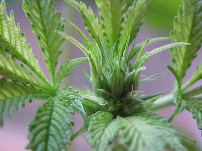 Cannabis_Growing_21_smaller.jpg