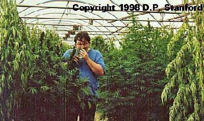 Cannabis_Growing_Man_Sniffing.jpg