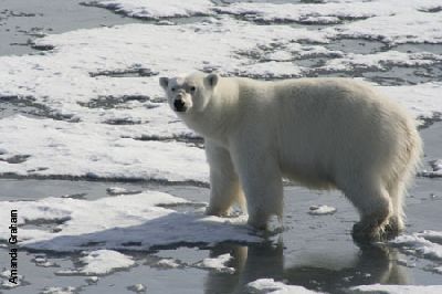 Animals_Polar_Bear_Ice.jpg