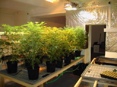 Cannabis_Motherplants_Indoors.jpg