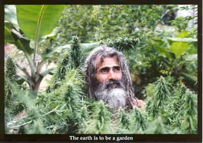 Cannabis_Man_Surrounded.jpg