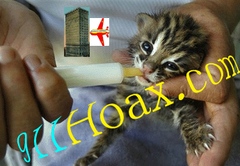 Animals_Leopard_Feeding_911.gif