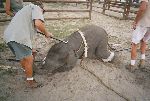 Animals_Cruelty_elephant-ent-17.jpg