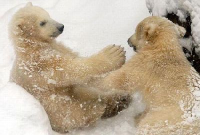 VFun_Polar_Bears_Playing_smaller.jpg