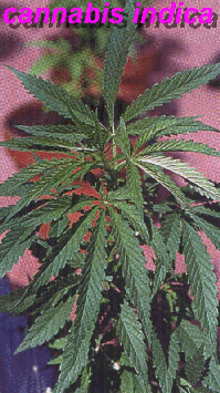 Cannabis_Indica.gif