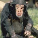 bushpanzee.jpg