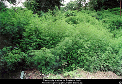 Cannabis_sativa_Growing02.jpg