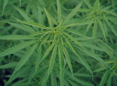 Cannabis_Closeup.JPG