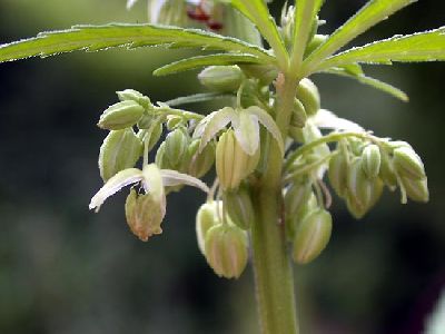 Cannabis_Growing_20.jpg