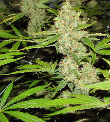 Cannabis_Growing_Female_Male_Plants.jpg