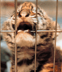 Animals_Tiger_Sad_Cage.jpg