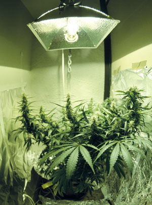 Cannabis_Hydroponic_Growing.jpg