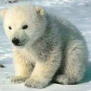 Animals_Polar_Bear_Cub.jpg
