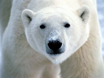 Animals_Polar_Bear_Facing_Camera.jpg