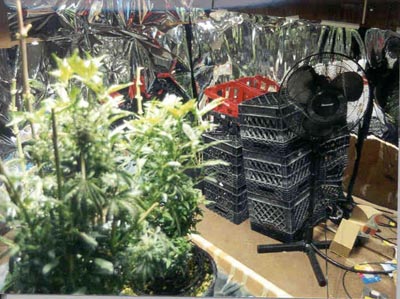Cannabis_Growing_Indoor_Crates_smaller.jpg