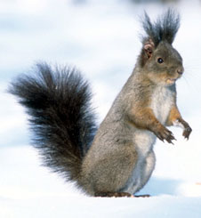 Snow_Squirrel_911_Hoax.jpg
